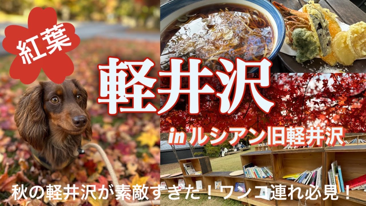 【紅葉の軽井沢🍁愛犬と行く】知らなかった秋の軽井沢！赤や黄色に彩られた街並みは圧倒的な美しさ🍁 ルシアン旧軽井沢はワンコに優しいホテルです♡