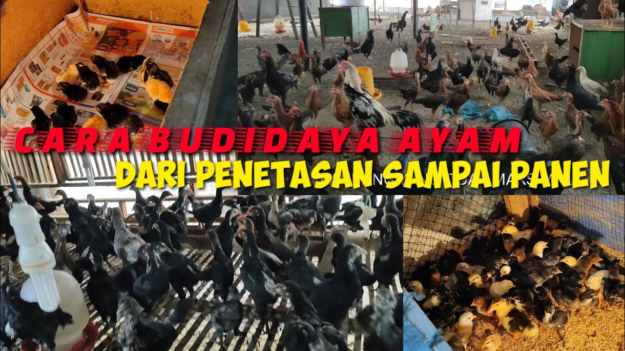 198.TATA CARA PEMELIHARAAN AYAM DARI MENETAS HINGGA PANEN AYAM