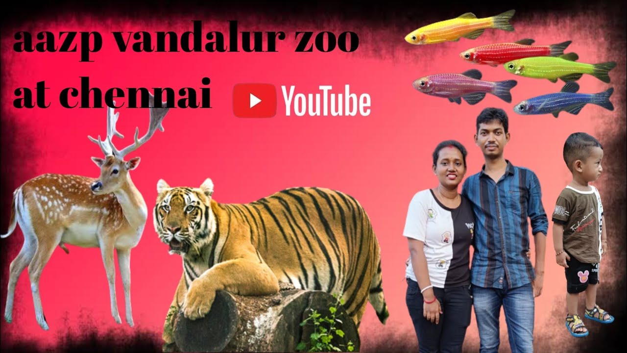 aazp vandalur zoo at chennai#subrata bolok #vandalur zoo ticket price# ...