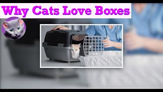 15 Secrets Behind Your Cat's Love for Boxes by Pretty Purrfect Cat Facts 261 views 10 months ago 2 minutes, 59 seconds