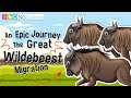 Wildebeest Migration and Ecosystem Impact