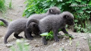 Cute! Cubs of Arctic fox were born many~ホッキョクギツネの赤ちゃん