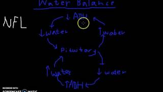 Water Balance - How is water maintained in the body?