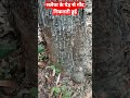 सलैया पेड़ से निकलने वाली गोंद 🌿