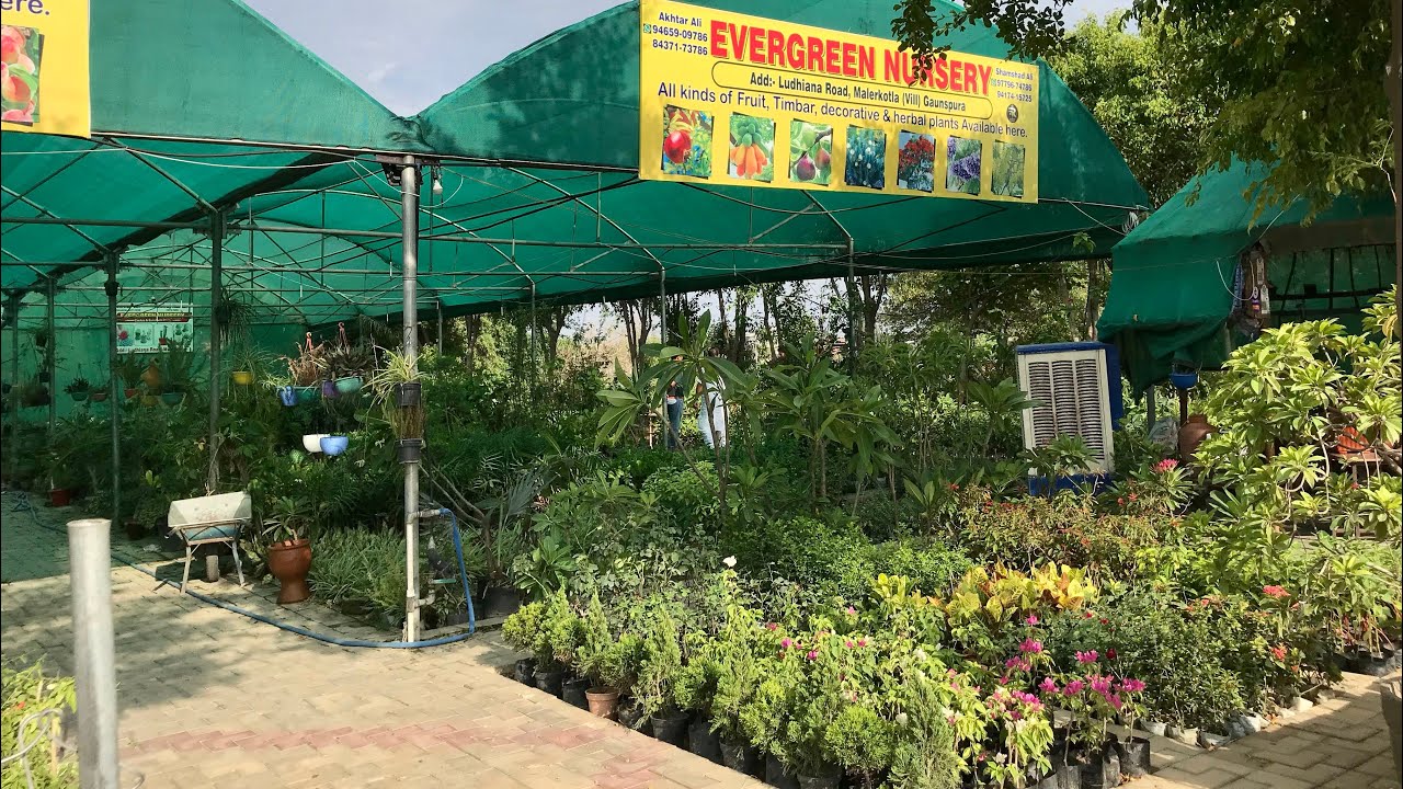 Evergreen nursery malerkotla..all kindes plants are wholesale prices