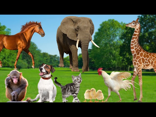 Penampilan Hewan Unik - Jerapah, Monyet, Gajah, Kuda, Ayam - Sekolah Hewan class=