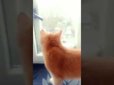 Хулиган Барсик