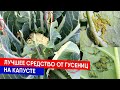 Лучшее средство от гусениц на капусте