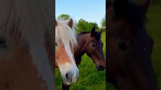 Maiabend#maiabend#horse #cavalo #коні #natur #pferde #saarland #deutschland