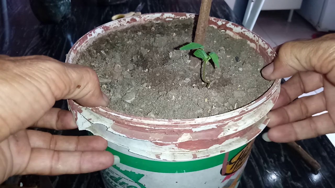 ENXERTO EM PÉ DE PINHA, QUAL O SEGREDO ?