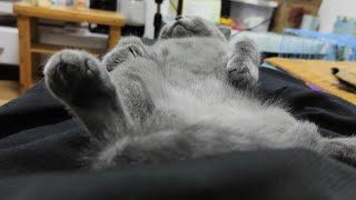 My Kitten Is Sleeping__Binbo Is Cat #79 by Binbo Is Cat 12 views 3 years ago 7 minutes, 49 seconds