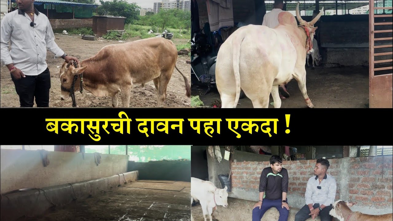 हिंदकेसरी बकासुरचा गोठा  | bakasur mulakhat| मोहिल धुमाळ,मुळशी|mohil dhumal,mulashi