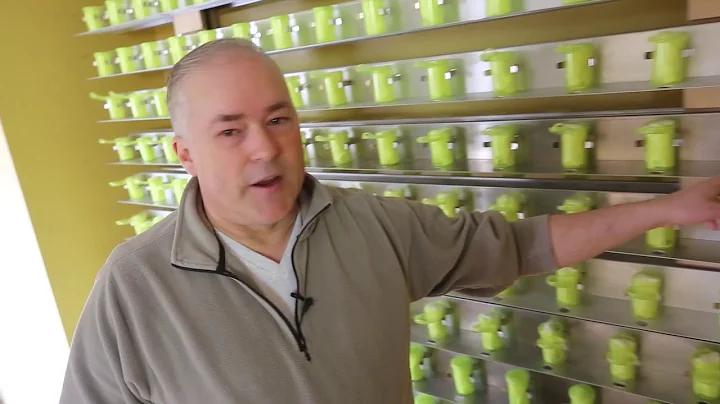 Dogs sniffing out cancer