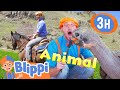 Blippis best animal stories for kids 3 hours of blippi