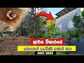 ආර්ය විහාරයේ මෙතෙක් පැමිණි ගමන් මග 2017-2025
