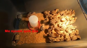 Mus pub qaib 038 ncu me nyuam qaib thiab me nyuam nraj