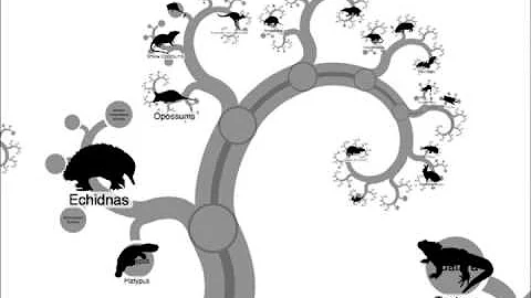 Tree of life with OneZoom and Open Tree