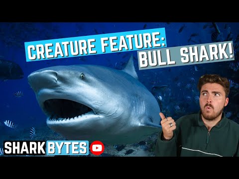 Creature Feature Bull Shark