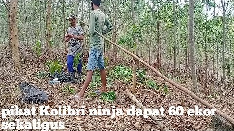 Pikat Kolibri ninja.di Sumatra .jambi