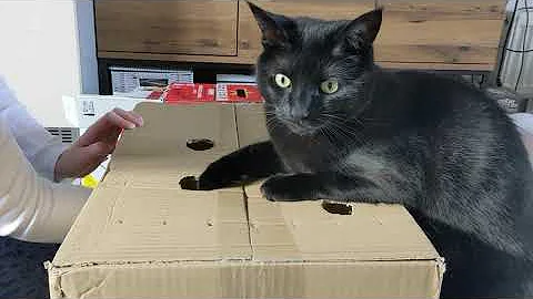 Cats Play Whack-A-Mole