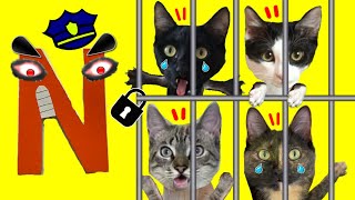 Gatitos Luna y Estrella en la cárcel de Alphabet Lore en la vida real / Videos de gatos vs alfabeto