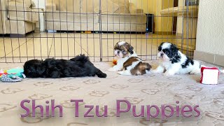 Shih Tzu Puppies's World