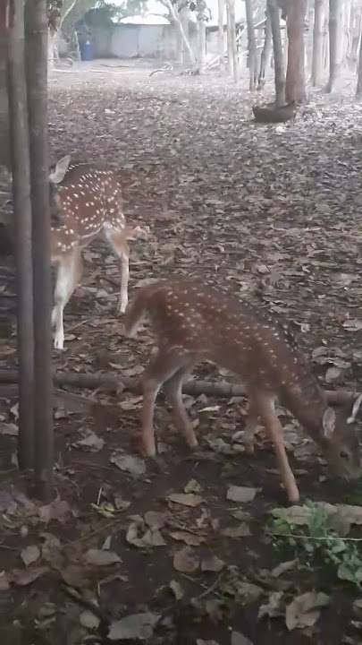 hewan rusa lucu#shorts