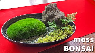 かんたんコケ盆栽の作り方How to make a moss bonsai