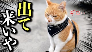 野良ボス猫を追い詰め出て来るまで出待ちする家猫