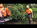 A141 XL Jensen whole tree Pohutukawa chip, Alfa Contracts NZ Ltd and Tree King