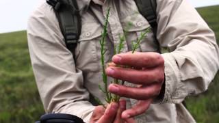 Foraging - Marsh Samphire screenshot 2