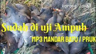 Mp3 burung mandar batu jos sudah uji lapangan