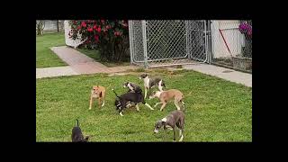 MARCHWIND ITALIAN GREYHOUND PUPPIES