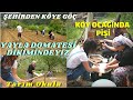 Köyde Tarım Okuluna Başladık Ders 1 İzmir Yaylasında DOMATES Dikimi | Komşularımızın Kiraz Bahçesi