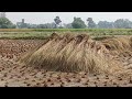 खेतों में किसान काम करते हुए धूप में धान काटते नजर आए #youtube #ytshorts #viralvideo #bts #trending