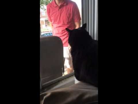 Cat Sees New Family Dog for the First Time: Freaks OUT