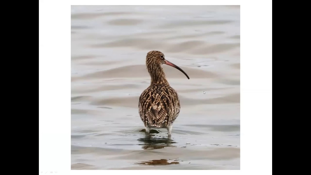 South Devon's Birds of coast and Estuary