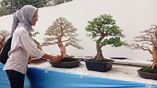 Bonsai Terbaik di Kontes Bonsai Nasional Kota Bengkulu Tahun 2020
