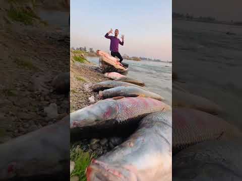 صيد سمك البز في الموصل