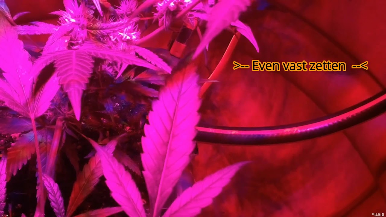 Kweeken in een Space Bucket Week 4