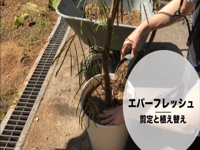 エバーフレッシュの剪定と植え替え方法 Rainy Days エバーフレッシュの剪定と植え替え方法 Rainy Days