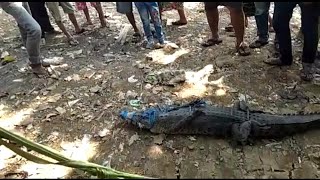 BUAYA tertangkap di sungai CISADANE jembatan baru kedaung