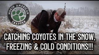 CATCHING COYOTES IN THE SNOW, FREEZING & COLD CONDITIONS!!!