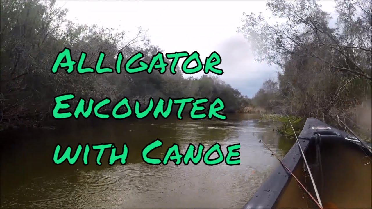 Alligator Encounter  with  Old Town 119 Canoe