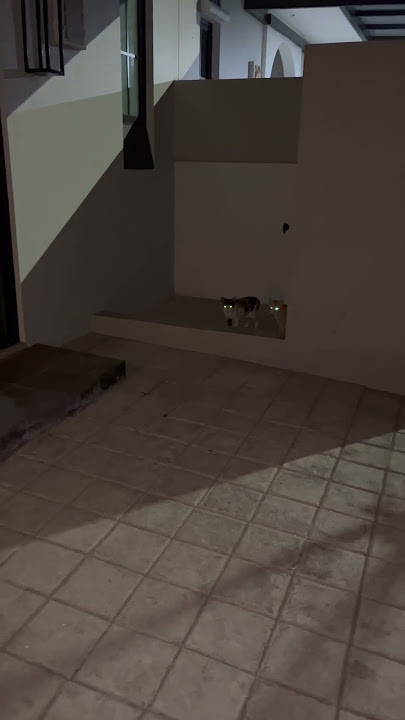 Kucing Pumana Sama Ibunya Mau Curi Apa Di Sana？ #cat #nizamkucinglucu #貓咪日常 #cute #imut #貓 #kucing