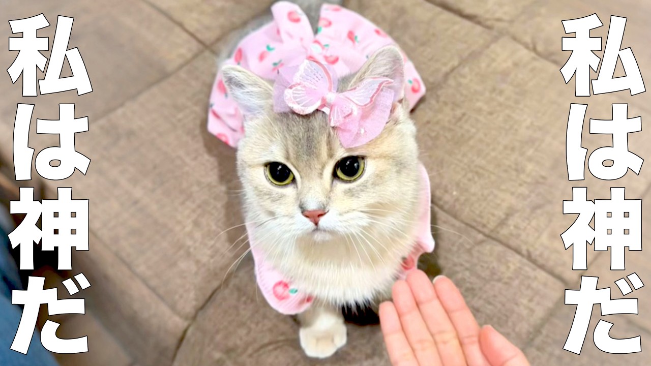 Cat God [dubbing] - YouTube