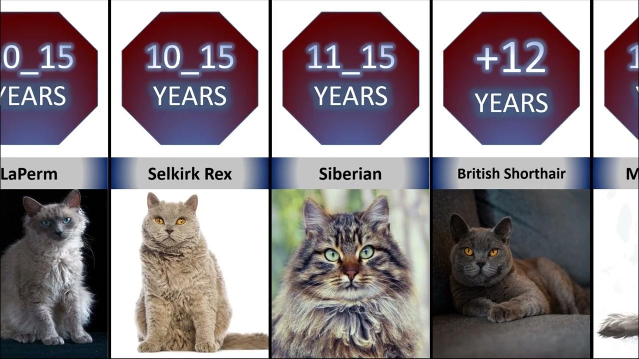 Which Cat Breeds Live Longest