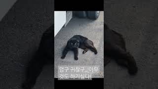 검은?호피? 귀찮은 길냥이(이마트 평택점)#여름아부탁해