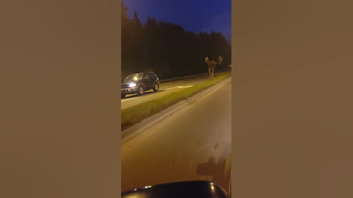 CHOC😱 Un Élan géant se promène en Alaska NO  FAKE