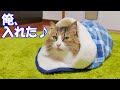 ダイソーからついに大型猫のボス吉でも入れる大きめのペット用寝袋が出た！